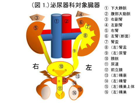 urology1